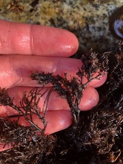 Odonthalia floccosa
