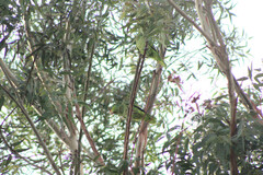 Amazona finschi