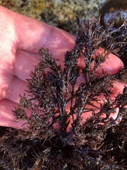 Odonthalia floccosa