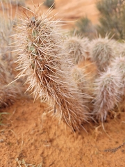 Opuntia polyacantha erinacea