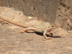 Aspidoscelis gularis