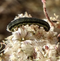 Spodoptera exigua