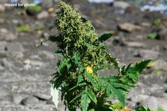 Eriophyes rhoinus