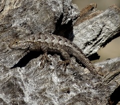Sceloporus occidentalis longipes