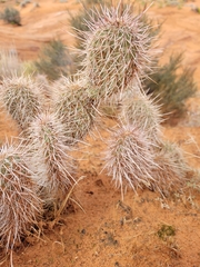 Opuntia polyacantha erinacea