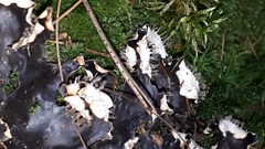 Peltigera praetextata