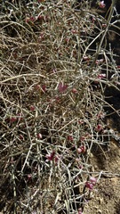 Scutellaria mexicana