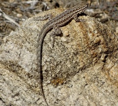 Uta stansburiana elegans