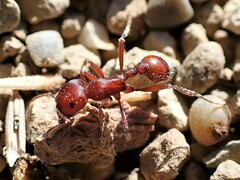 Pogonomyrmex occidentalis