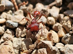 Pogonomyrmex occidentalis