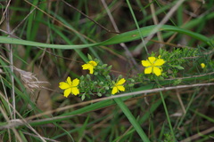 Hibbertia riparia