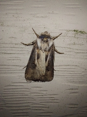 Agrotis venerabilis