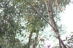 Amazona finschi