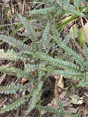 Adiantum hispidulum