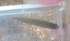 Notropis stramineus