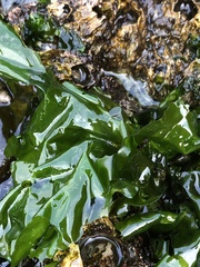 Ulva lactuca