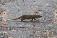 Urva auropunctata