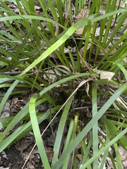 Lomandra hystrix