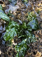 Ulva lactuca