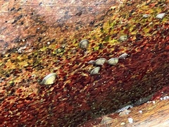 Siphonaria naufragum