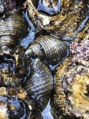 Nucella canaliculata