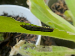 Spodoptera ornithogalli