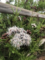 Aristeguietia salvia