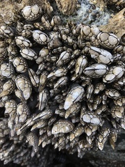 Pollicipes polymerus