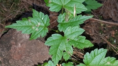 Acer ginnala