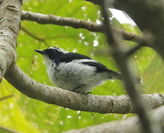 Ficedula westermanni