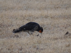 Daptrius carunculatus