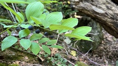 Polygonatum