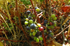Vitis californica