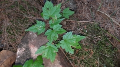 Acer ginnala