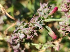 Atriplex prostrata