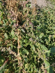 Atriplex prostrata