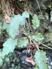 Heuchera