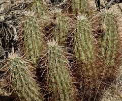 Echinocereus engelmannii engelmannii