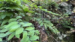 Polygonatum