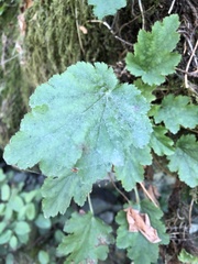 Heuchera