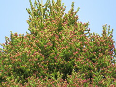 Picea rubens