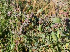 Atriplex prostrata