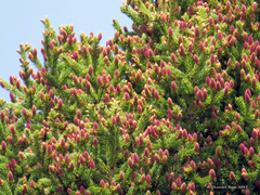 Picea rubens
