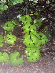 Sanguinaria canadensis