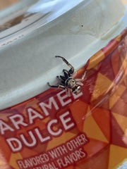 Metaphidippus siticulosus