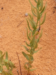 Comandra umbellata
