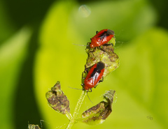 Tropidosteptes cardinalis