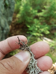 Cladonia stygia