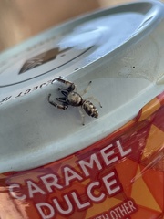 Metaphidippus siticulosus