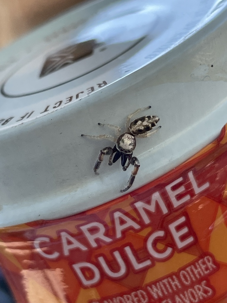 Metaphidippus siticulosus